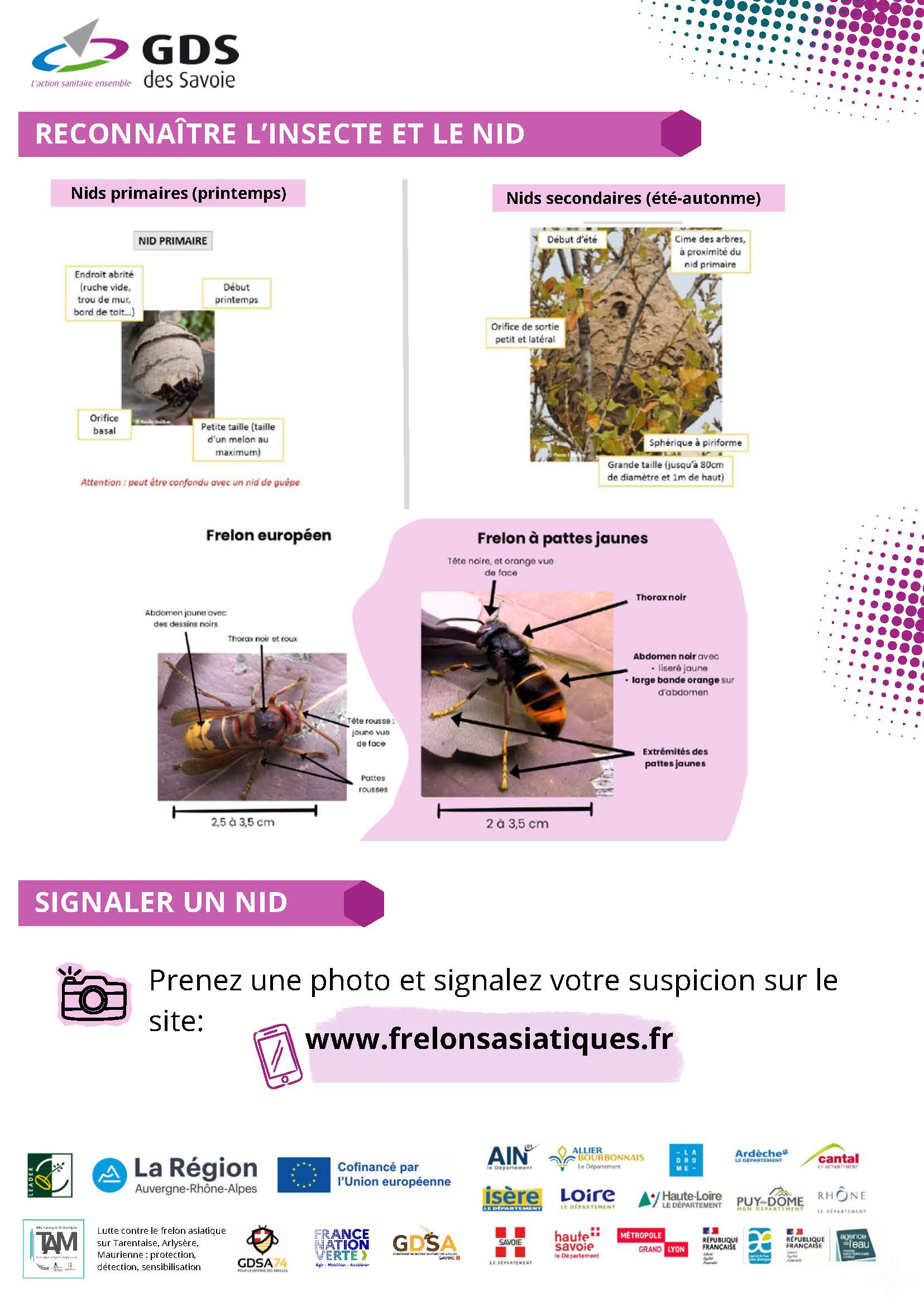 Lutter contre le frelon asiatique